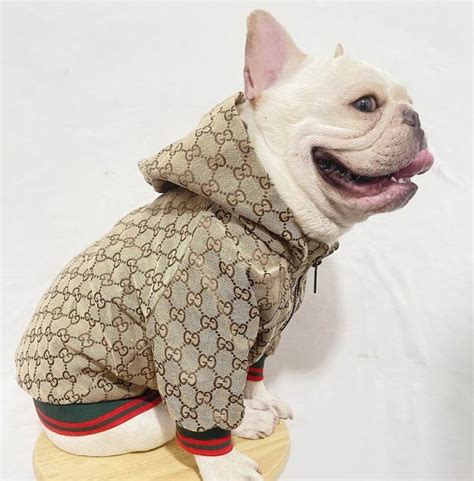 gucci dog shirt|gucci raincoat for dogs.